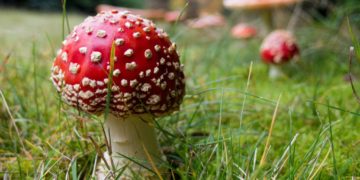 🍄 CUEILLETTE DE CHAMPIGNONS, C’EST LA SAISON